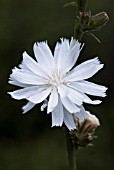 CICHORIUM INTYBUS F. ALBUM, CHICORY