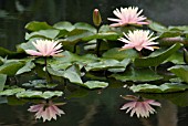 NYMPHAEA, WATER LILY