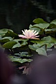 NYMPHAEA, WATER LILY