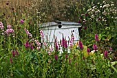 LYTHRUM SALICARIA, PURPLE LOOSESTRIFE