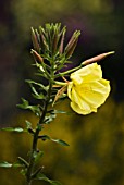 OENOTHERA BIENNIS, EVENING PRIMROSE