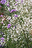 VERBENA BONARIENSIS, VERBENA, BRAZILIAN VERBENA