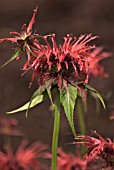 MONARDA DIDYMA ‘CAMBRIDGE SCARLET’, BERGAMOT - MONARDA