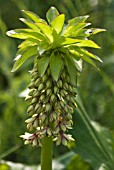 EUCOMIS PALLIDIFLORA, PINEAPPLE FLOWER