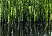 EQUISETUM FLUVIATILE, HORSETAIL - WATER HORSETAIL