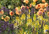 KNIPHOFIA, RED HOT POKER