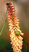 KNIPHOFIA, RED HOT POKER