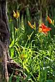 HEMEROCALLIS FULVA, DAYLILY - ORANGE