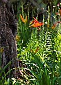 HEMEROCALLIS FULVA, DAYLILY - ORANGE