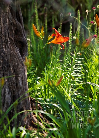 HEMEROCALLIS_FULVA_DAYLILY__ORANGE