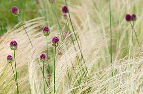 ALLIUM_SPHAEROCEPHALON_ALLIUM