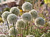 ALLIUM MOUNT EVEREST