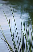 GRASS ON  WATERSIDE