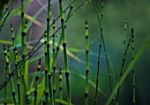 EQUISETUM FLUVIATILE, HORSETAIL - WATER HORSETAIL