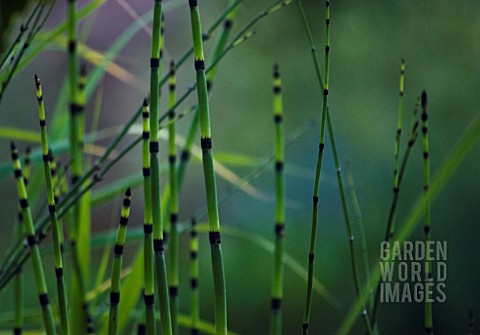 EQUISETUM_FLUVIATILE_HORSETAIL__WATER_HORSETAIL