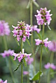 STACHYS OFFICINALIS, BETONY