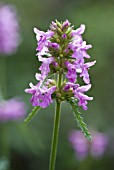 STACHYS OFFICINALIS, BETONY