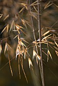 STIPA GIGANTEA, GOLDEN OATS