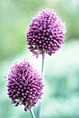 ALLIUM SPHAEROCEPHALON, ALLIUM