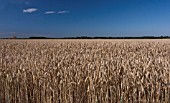 TRITICUM AESTIVUM, WHEAT - BREAD WHEAT