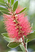 CALLISTEMON, BOTTLEBRUSH