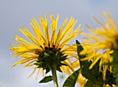 INULA HELENIUM, ELECAMPANE