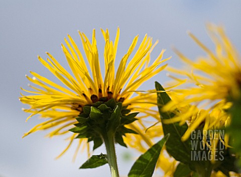 INULA_HELENIUM_ELECAMPANE