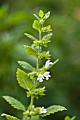 MELISSA OFFICINALIS, LEMON BALM