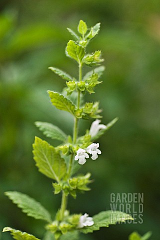 MELISSA_OFFICINALIS_LEMON_BALM