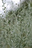 ARTEMISIA ABSINTHIUM, WORMWOOD