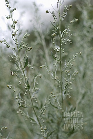 ARTEMISIA_ABSINTHIUM_WORMWOOD