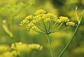 FOENICULUM VULGARE, FENNEL