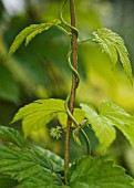 HUMULUS LUPULUS, HOP