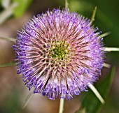 DIPSACUS FULLONUM, TEASEL