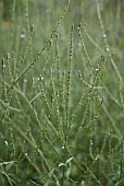 VERBENA OFFICINALES, VERBENA OFFICINALIS, VERVAIN, COMMON VERBENA