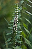 LEONURUS CARDIACA, MOTHERWORT