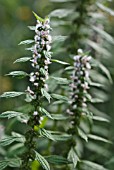 LEONURUS CARDIACA, MOTHERWORT