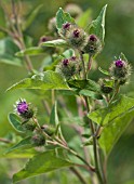 ARCTIUM LAPPA, BURDOCK