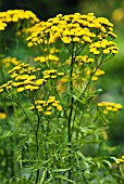 TANACETUM VULGARE, TANSY