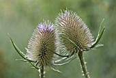 DIPSACUS FULLONUM, TEASEL