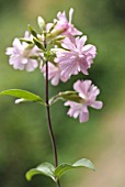 SAPONARIA OFFICINALIS, SOAPWORT