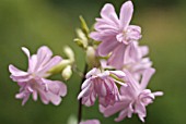 SAPONARIA OFFICINALIS, SOAPWORT