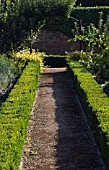 BUXUS SEMPERVIRENS, BOX - COMMON