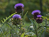 CYNARA SCOLYMUS, ARTICHOKE