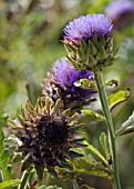 CYNARA SCOLYMUS, ARTICHOKE