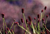 SANGUISORBA OFFICINALIS, GREAT BURNETT