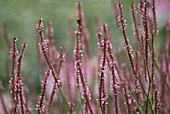 PERSICARIA AMPLEXICAULIS ‘ROSEA’, BISTORT