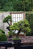 JUNIPERUS SINENSIS SAN JOSE, BONSAI - CHINESE JUNIPER