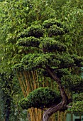 TAXUS CUSPIDATA, BONSAI - JAPANESE YEW