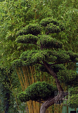 TAXUS_CUSPIDATA_BONSAI__JAPANESE_YEW